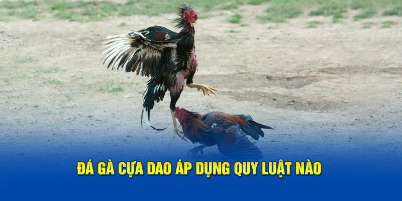 Đá gà cựa dao áp dụng quy luật nào