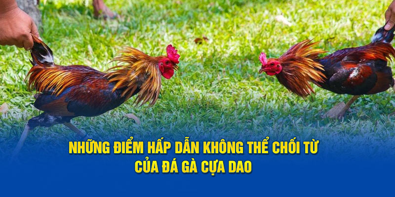 Những điểm hấp dẫn không thể chối từ của đá gà cựa dao 