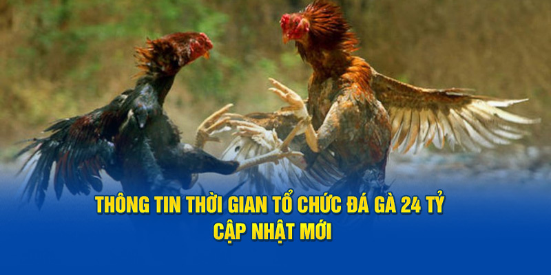 Thông tin thời gian tổ chức đá gà 24 tỷ cập nhật mới