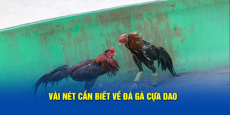 Vài nét khách quan về đá gà cựa dao 